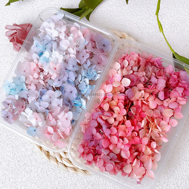Dried Flower Bunch - 5g Anna Gradient Color Hortensja Naturalne