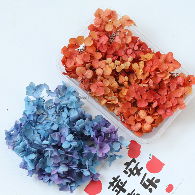 5g Anna Gradient Color Hortens – Dried Flower Bunch recenzja i cena