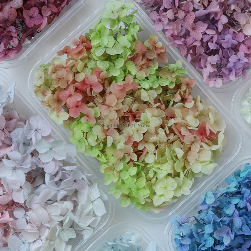 5g Anna Gradient Color Hortens – Dried Flower Bunch recenzja i cena