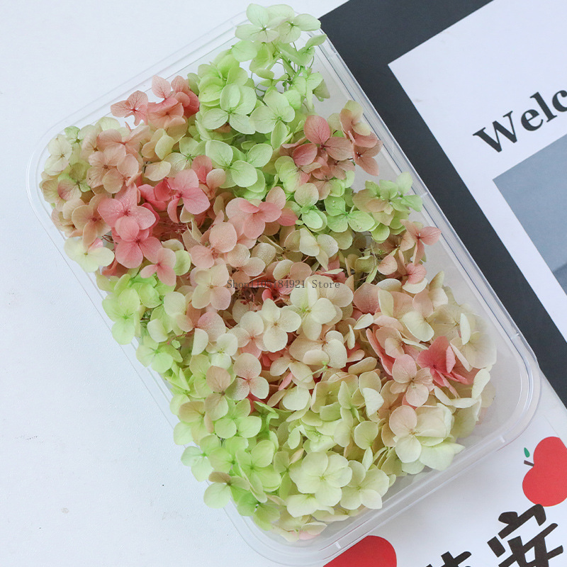 5g Anna Gradient Color Hortens – Dried Flower Bunch recenzja i cena
