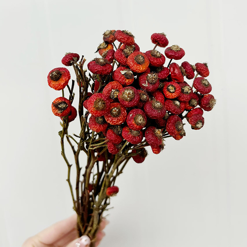 10 sztuk/pęczek Suszone kwiaty – Dried Flower Bunch recenzja i cena