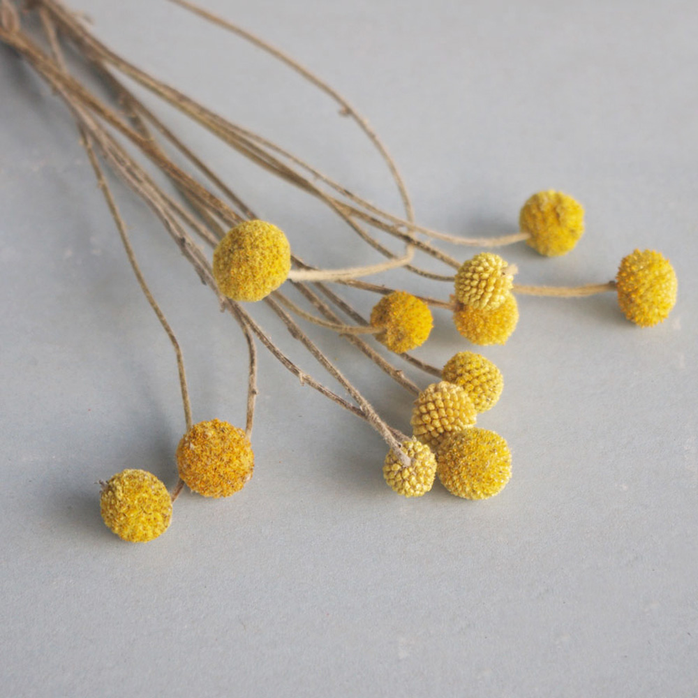 20 sztuk Naturalne suszone buk – Dried Flower Bunch recenzja i cena