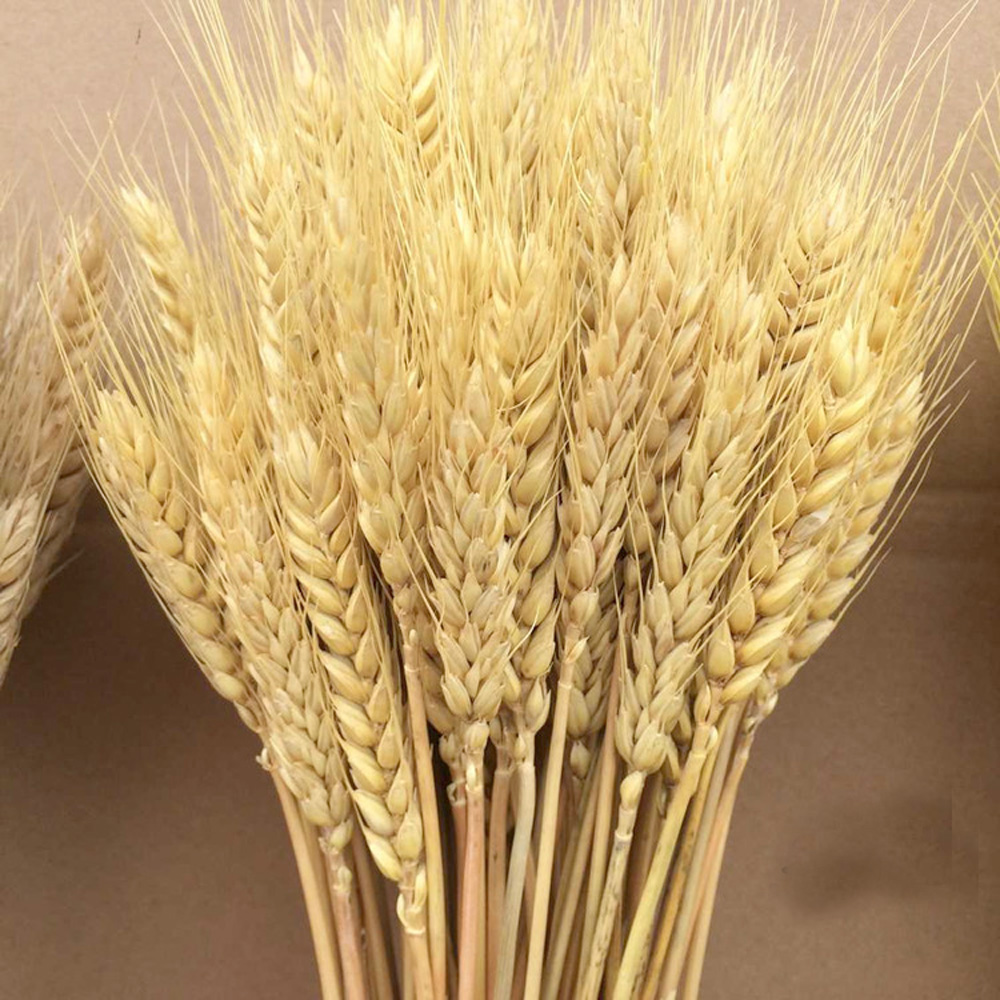 50 szt. naturalnych suszonych  – Dried Flower Bunch recenzja i cena
